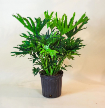 10" PHILODENDRON, SELLOUM