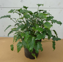 10" PHILODENDRON, XANADU