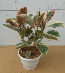 10" FICUS TINEKE