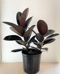 10" FICUS ELASTICA BURGUNDY