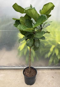 10" FICUS LYRATA, STANDARD