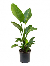 10" STRELITZIA, ORANGE BIRD, 3PP