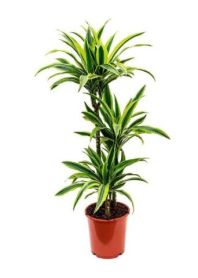 10" DRACAENA, LEMON LIME, CANE 4-3-2