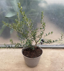 10" OLIVE PLANT