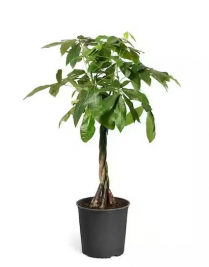 10" PACHIRA, MONEY TREE