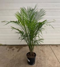 10" PALM, RAVENA