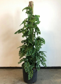 10" PHILO, SWISS CHEESE, ON A POLE