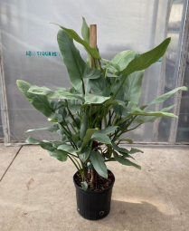 10" PHILO-MONSTERA, THAI CONSTELLATION
