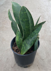 10" SANSEVIERIA, WHALE FIN (NO EXPORT)
