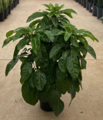 10" SCHEFFLERA, ARB, ALPINE