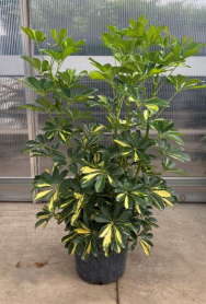 10" SCHEFFLERA, ARBORICOLA, GOLD CAPELLA, STD