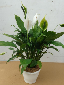 10" SPATHIPHYLLUM