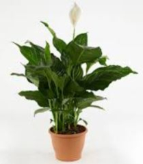 10" SPATHIPHYLLUM, FLOWERING