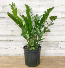 10" ZAMIOCULCAS, ZAMIIFOLIA
