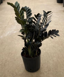 10" ZAMIOCULCAS, BLACK RAVEN