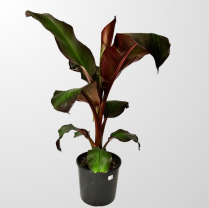 12" MUSA, BANANA PLANT, RED