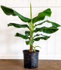 12" MUSA, BANANA PLANT, GREEN