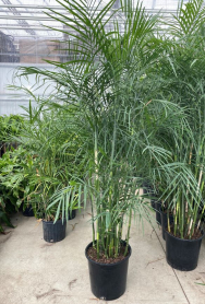 14" CHAMAEDOREA SEIFRIZII