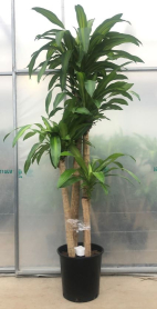 14" DRACAENA FRAGRANS 5-4-3-2
