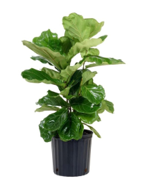 14" FICUS, LYRATA EVERGLADES, STD