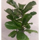 14" FICUS, LYRATA EVERGLADES, STD