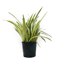 14" SANSEVIERIA, LAURENTII