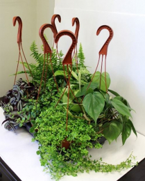 6" HB TROPICALS, ASSORTED