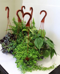 6" HB TROPICALS, BY VARIETY