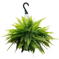 6" HB BOSTON FERN, LARGE