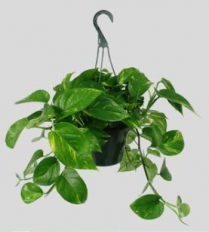 8" HB POTHOS GOLDEN