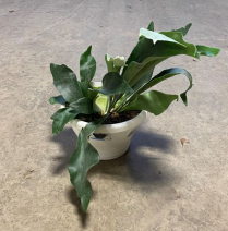 10" HB STAGHORN FERN, WALL PLANTER