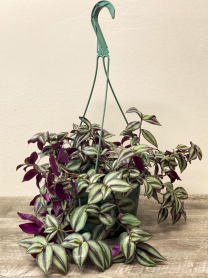 10" HB TRAD, WANDERING JEW, ASSORTED