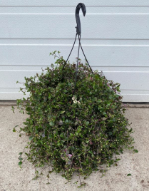 10" HB TRAD, WANDERING JEW