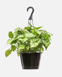 10" HB NEPHTYTIS, SYNGONIUM
