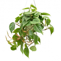 10" HB CORDATUM, GREEN