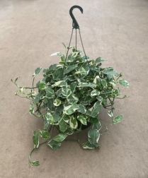 10" HB POTHOS, PEARLS & JADE