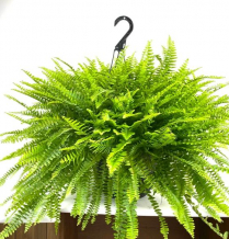 12" HB BOSTON FERN