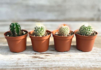 2" CACTUS, ASSORTED (NO EXPORT)