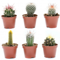 4" CACTUS, ASSORTED (NO EXPORT)