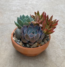5" SUCCULENT GRDN, IN CLAY
