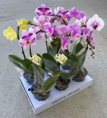 6" PHAL, 1ST, NOVELTY MIX