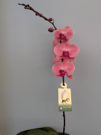 6" PHAL, LRG, WF, 11+ BLM, SALMON (M806)