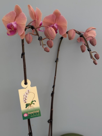 6" PHAL, LRG, 9+ BLM, WF, PEACH (M716)