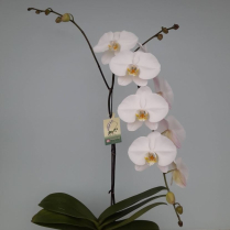 6" PHAL, LRG, 9+ BLM, WF, WHITE (M168)