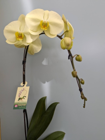 6" PHAL, LRG, 9+ BLM, WF, YELLOW (M700)
