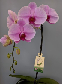 6" PHAL, LRG, 9+ BLM, WF, PINK W/RED CTR (M218)