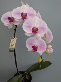 6" PHAL, LRG, 9+ BLM, WF, WHITE W/PINK BLUSH (M236)