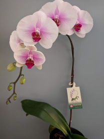 6" PHAL, LRG, 9+ BLM, WF, WHITE/PURPLE CTR (M1058)