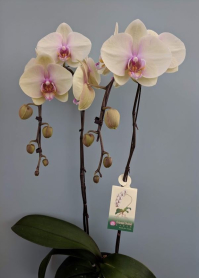 6" PHAL, LRG, WF, 9+ BLM, YELLOW/ PINK CTR (M735)