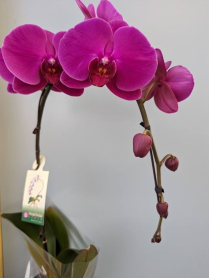 6" PHAL, LRG, MULTI, WF, GOLD (M738)